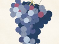 Phân biệt Aroma & Bouquet trong rượu vang