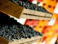 Phương pháp Appassimento trong rượu vang Ý là gì ?