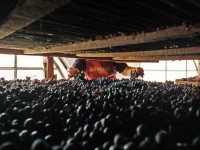 Biến Nho Khô thành