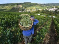 Burgundy 2018 số lượng và chất lượng