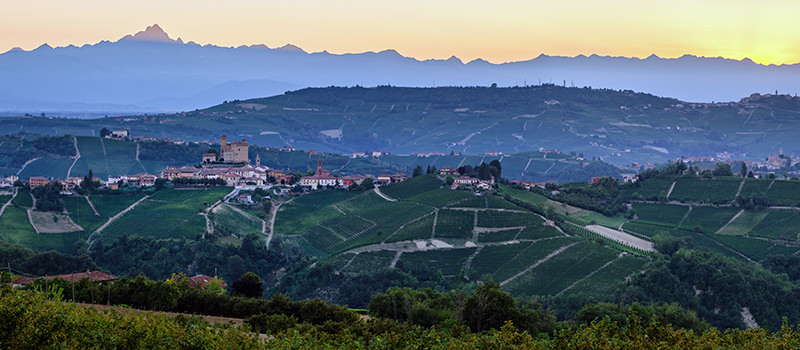 Vineyard-Barolo